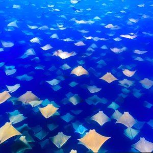 Meet your Posher, KM